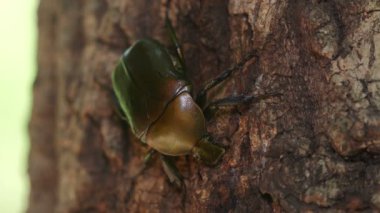 Drone Beetle (Pseudotorynorrhina japonica) ağaç özü ile besleniyor