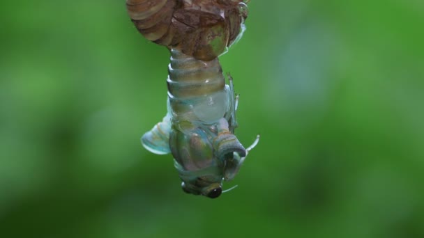 Cicada Robusta Hyalessa Maculaticollis Emergencia — Vídeos de Stock