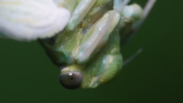 Robuuste Cicada Hyalessa Maculaticollis Opkomst — Stockvideo