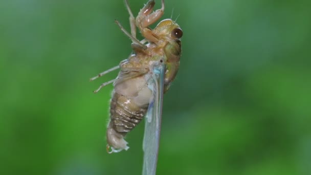 Cicada Robuste Hyalessa Maculaticollis Émergence — Video