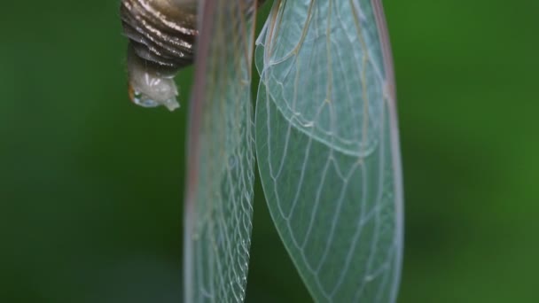 Robusto Cicada Hyalessa Maculaticollis Emergência — Vídeo de Stock