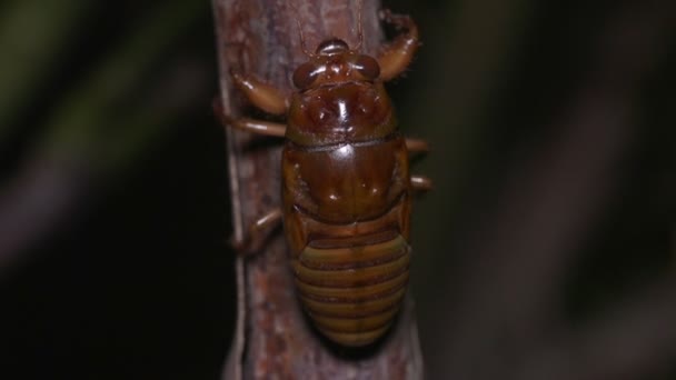 Ağustos Böceği Graptopsaltria Nigrofuscata Larva Tırmanan Ağacı — Stok video