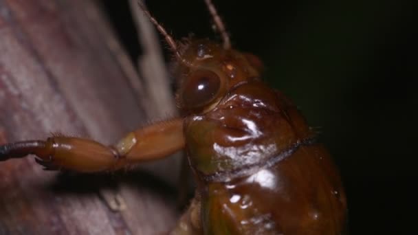 Cicada Graptopsaltria Nigrofuscata Larva Árvore Escalada — Vídeo de Stock