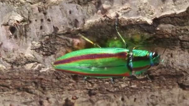 딱정벌레 Chrysochroa Fulgidissima — 비디오