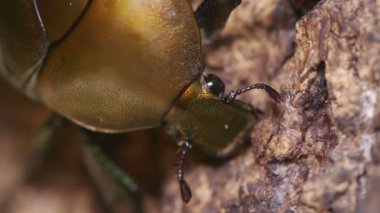 Drone Beetle (Pseudotorynorrhina japonica) ağaç özü ile besleniyor