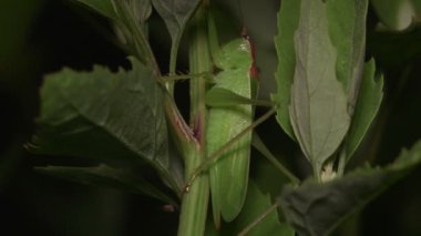 Çekirge (Hexacentrus hareyamai) Yeşil Yaprak üzerinde dinleniyor