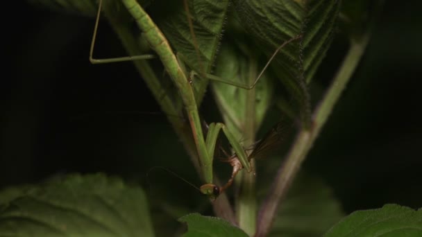 Японський Гігант Богомол Tenodera Aridifolia Харчується Польотами Мурах — стокове відео