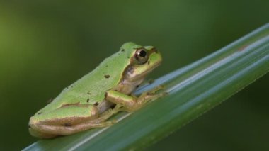 Japon Ağaç Kurbağası (Hyla japonica)