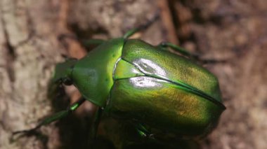 Drone Beetle (Rhomborrhina unicolor)