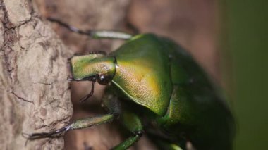 Drone Beetle (Rhomborrhina unicolor)
