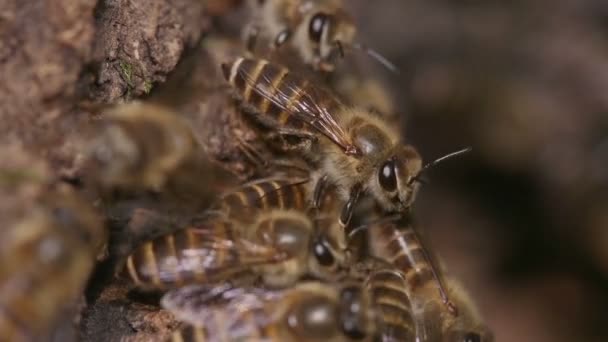 Defensief Gedrag Van Japanse Honingbijen Apis Cerana Japonica — Stockvideo