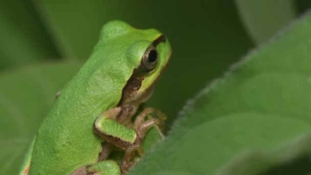 Japonská Stromová Žába Hyla Japonica — Stock video