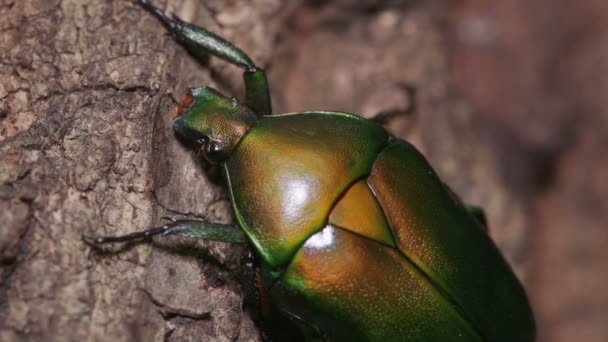 Жук Дрон Rhomborhina Unicolor — стоковое видео