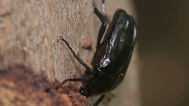 Drone Beetle (Rhomborrhina polita) ağaç özü ile beslenir