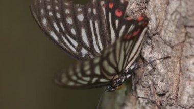Kırmızı Halkalı Etek Kelebeği (Hestina Asimilis)