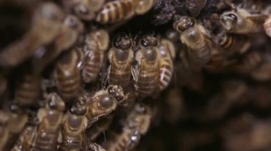 Japon Bal Arıları (Apis cerana japonica)