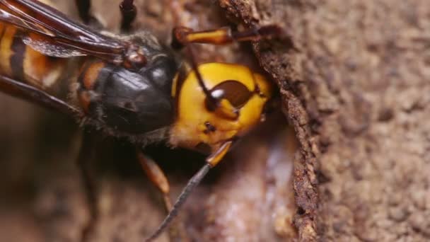 Japanese Giant Hornet Vespa Mandarinia Feeding Tree Sap — Stock Video