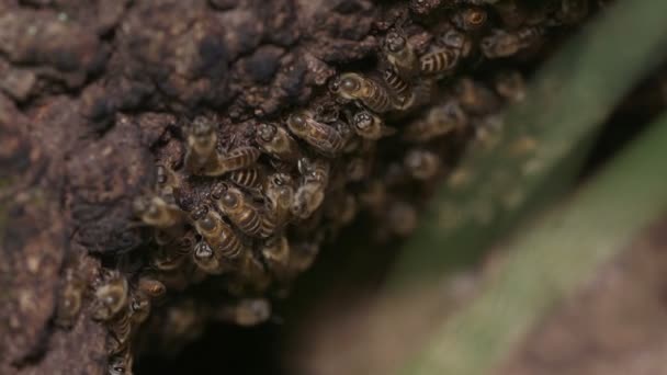 Японські Бджоли Apis Cerana Japonica — стокове відео