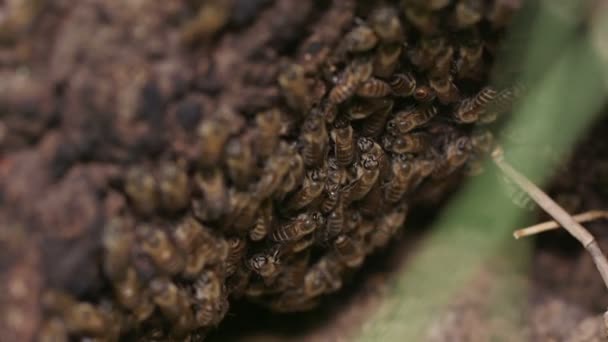Japonské Včely Apis Cerana Japonica — Stock video