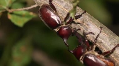 Japon Gergedan Böceği (Trypoxylus ikilemi) Ağaç Sosu için savaşıyor