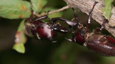Japon Gergedan Böceği (Trypoxylus ikilemi) Ağaç Sosu için savaşıyor
