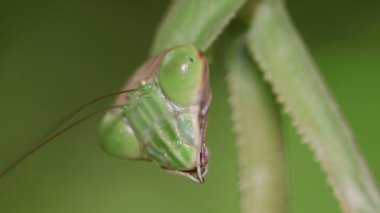 Japon Dev Mantid (Tenodera aridifolia)