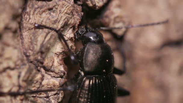 Ground Beetle Calosoma Maximowiczi Krmení Stromové Mýdlo — Stock video