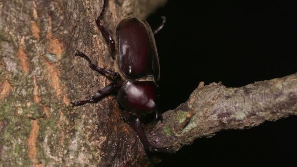 Σκαθάρι Ρινόκερος Ιαπωνίας Trypoxylus Dichotoma Που Τρέφεται Δεντρολίβανο — Αρχείο Βίντεο