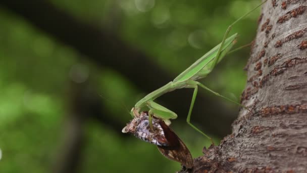 Mantis Gigante Japonesa Tenodera Aridifolia Alimentándose Cicada — Vídeos de Stock