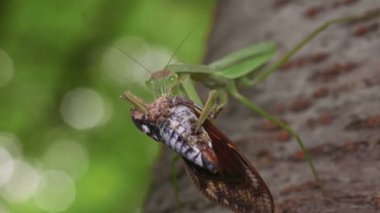 Japon Dev Mantid (Tenodera aridifolia) ağustos böceği ile besleniyor