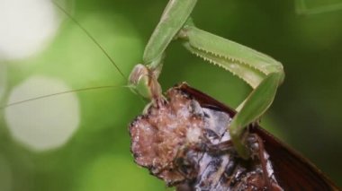 Japon Dev Mantid (Tenodera aridifolia) ağustos böceği ile besleniyor