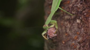 Japon Dev Mantid (Tenodera aridifolia) ağustos böceği ile besleniyor