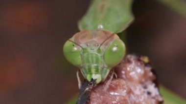 Japon Dev Mantid (Tenodera aridifolia) ağustos böceği ile besleniyor