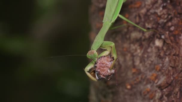 Mantis Gigante Japonesa Tenodera Aridifolia Alimentándose Cicada — Vídeo de stock