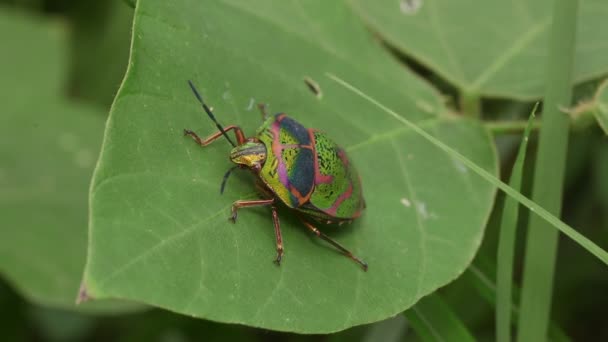 Jewel Bug Poecilocoris Lewisi — Vídeo de stock