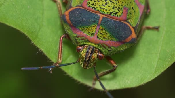 Juweel Bug Poecilocoris Lewisi — Stockvideo