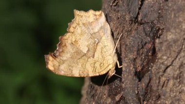 Asya Virgülü Kelebeği (Polygonia c-aureum) Ağaç Özsuyuyla besleniyor