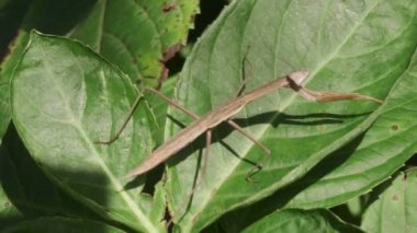 Japon Dev Mantid (Tenodera aridifolia)