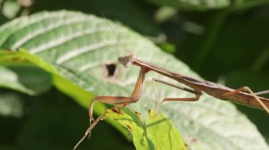 Japon Dev Mantid (Tenodera aridifolia)