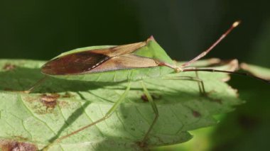 Kokuşmuş Böcek (Anacanthocoris striicornis)