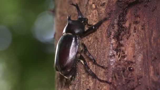 Японский Жук Носорог Trypoxylus Dichotoma — стоковое видео