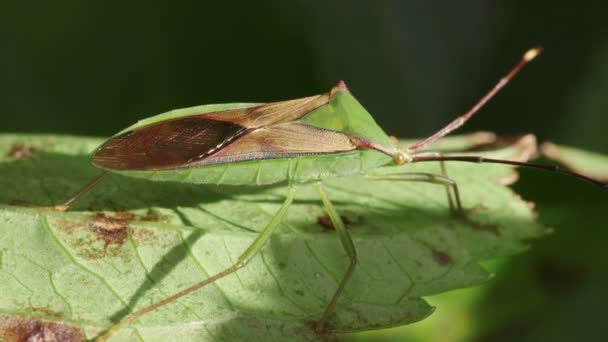 Stinkwants Anacanthocoris Striicornis — Stockvideo