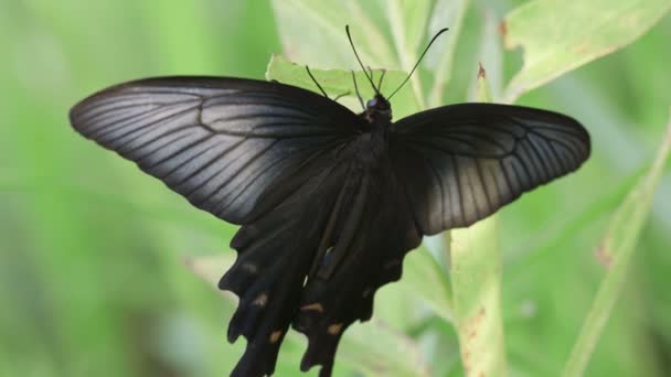 Swallowtail Butterfly Atrophaneura Alcinous — Stockvideo