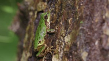 Japon Ağaç Kurbağası (Hyla japonica)