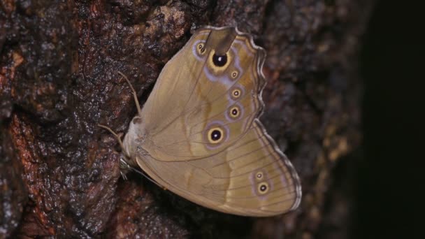 Sicelis Treebrown Butterfly Lethe Sicelis Voedend Tree Sap — Stockvideo