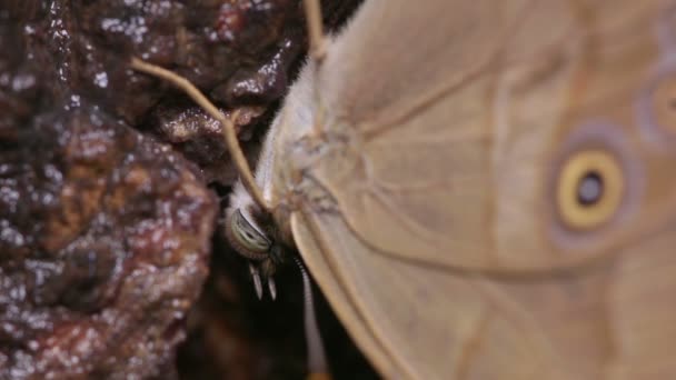 Sicelis Baumfalter Lethe Sicelis Ernährt Sich Von Baumsaft — Stockvideo