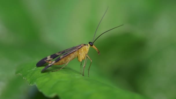 Vista Vicino Scorpionfly Panorpa Japonica — Video Stock