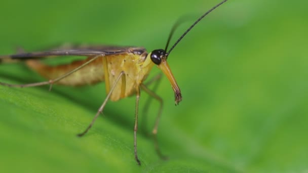 Vista Perto Scorpionfly Panorpa Japonica — Vídeo de Stock