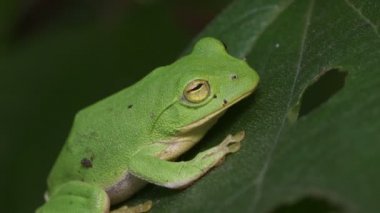 Schlegel 'in Yeşil Ağaç Kurbağası (Rhacophorus schlegelii)