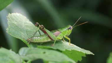 Yeşil Yaprak üzerinde dinlenen Çekirge (Melanoplinae)
